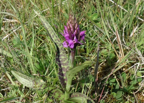Brede orchis