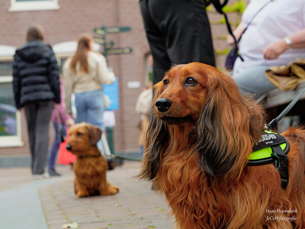 Teckeldag 2026 H Heemskerk