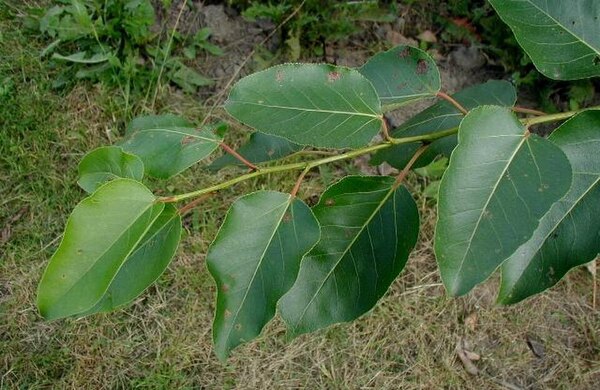 populier blad wikimedia commons