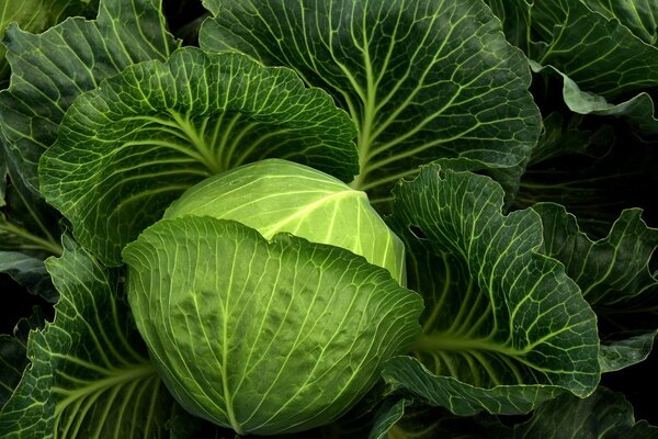 groene kool pixabay