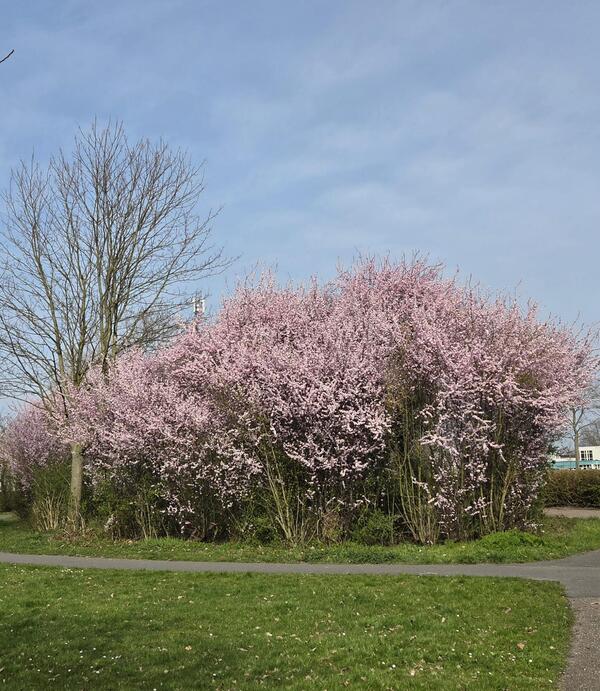 apr26 Ellis van der meulen Aldo van eyckpark