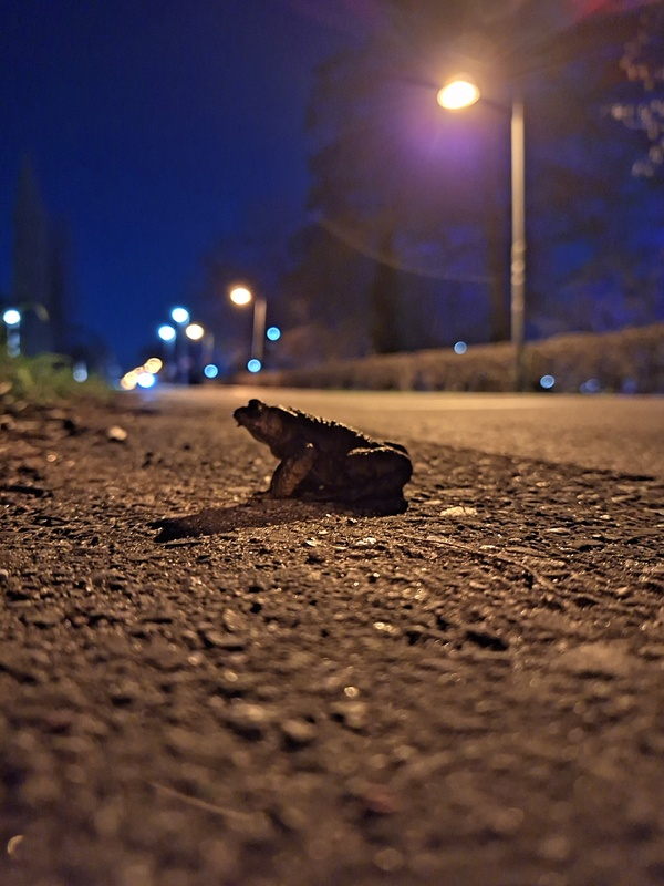 apr26 Nanda_Smid_Paddentrek._Zegwaartseweg