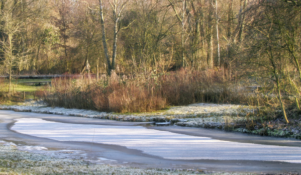 Winterbeeld van de gagelstruiken