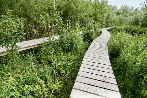 griend met wilgen vrienden natuurtuin