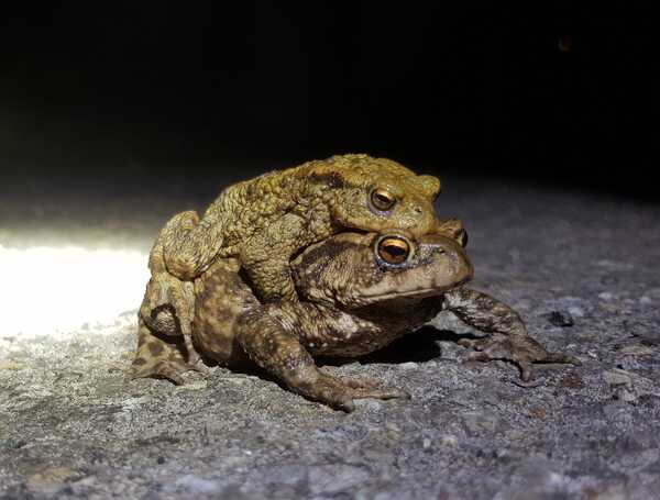 paddentandem foto Rob Koning 2021