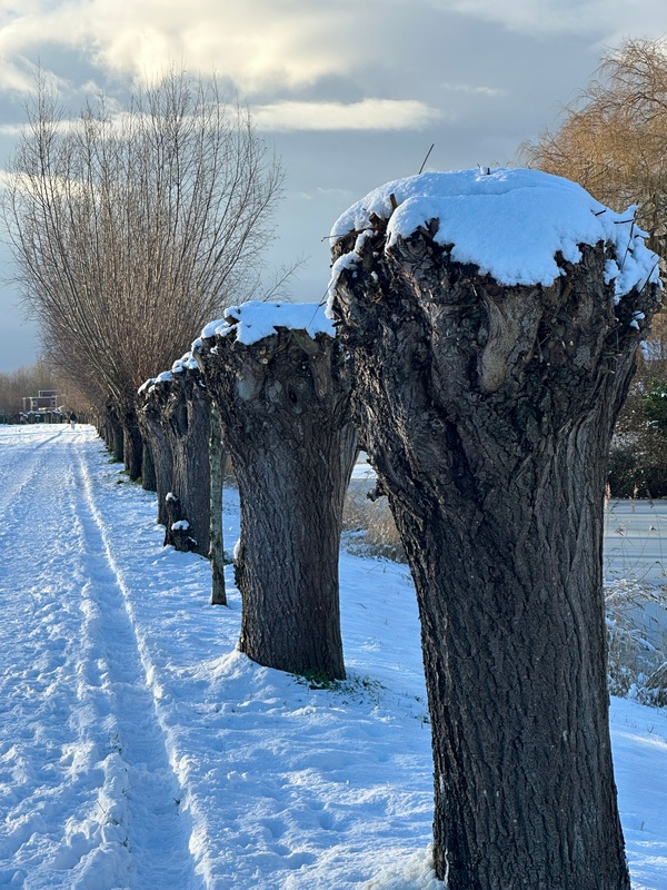 wjan26 Jos van Zon Blauweregenpad Rv copy